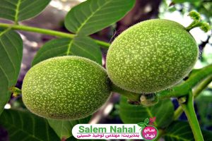 روش انتخاب نهال گردوی مرغوب (How to choose quality walnut seedlings )