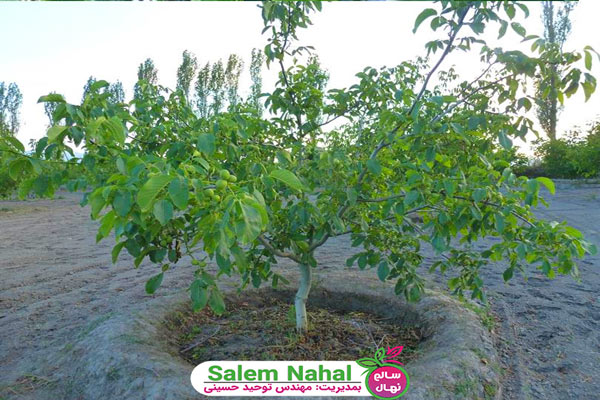 روش تشخیص نهال گردو فرنور پیوندی اصل (Diagnosis of original grafted walnut saplings)