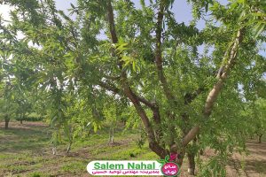 بهترین زمان کاشت نهال بادام (The best time to plant almond seedlings)