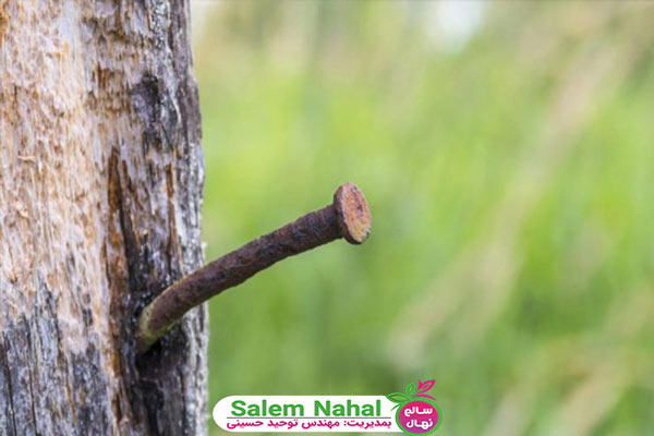 تاثیر میخ زدن به درخت گردو (effect of nailing a walnut tree)