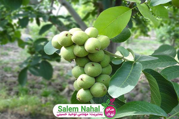 خاستگاه اصلی پرورش درخت گردو در جهان (Walnut tree cultivation)