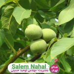 میزان باردهی بهترین نهال ارقام گردو (The yield rate of the best seedlings of walnut cultivars)