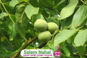 میزان باردهی بهترین نهال ارقام گردو (The yield rate of the best seedlings of walnut cultivars)