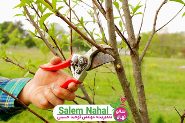 فواید هرس درختان (Benefits of pruning trees)