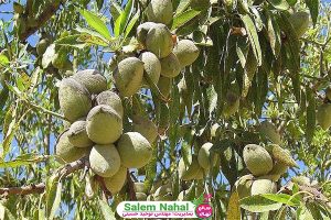 حوه آبیاری نهال بادام (How to water almond seedlings)