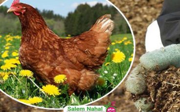 کاربرد کود مرغی در کشاورزی چیست؟