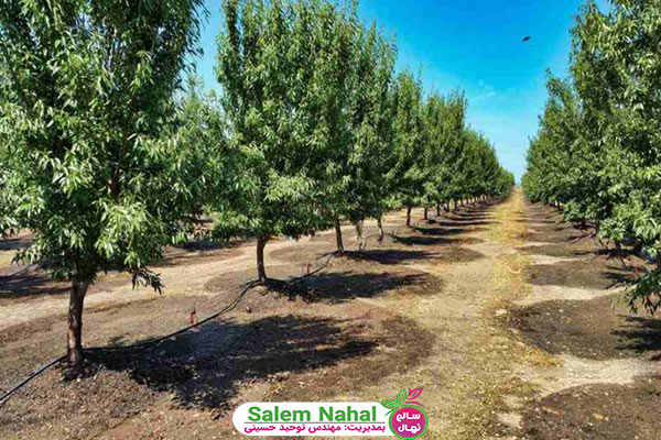 آبیاری قطره ای نهال بادام (Drip irrigation of almond seedlings)