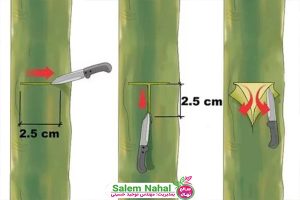 روش های تکثیر درخت بادام
