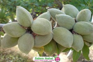 بهترین ارقام نهال بادام (The best varieties of almond seedlings)