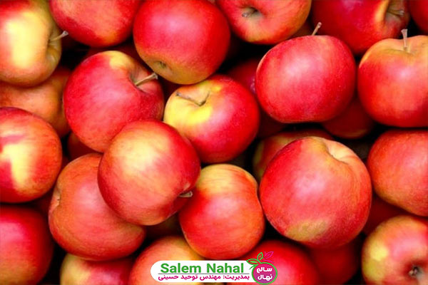 بهترین ارقام نهال سیب (The best varieties of apple seedlings)