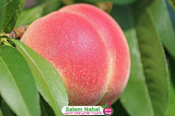 بهترین رقم نهال هلو (The best variety of peach seedlings)