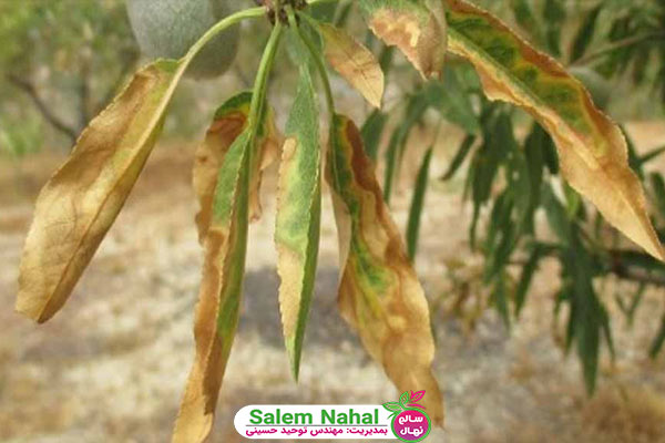 بیماری برگ سوختگی بادام (Almond leaf blight disease)