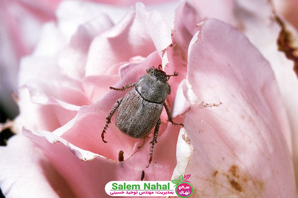 سوسک گل سرخ (rose beetle)