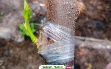 علائم ناسازگاری پیوند درخت