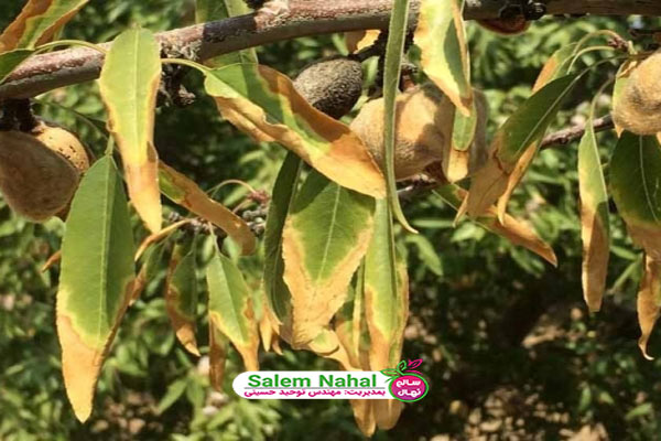 علت گل ندادن و خشک شدن درخت بادام (Almond tree drying)