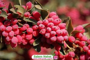 فواید زرشک برای کبد چرب (Benefits of barberry for fatty liver)