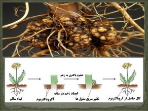 نیازهای اکولوژیک درخت بادام چیست؟