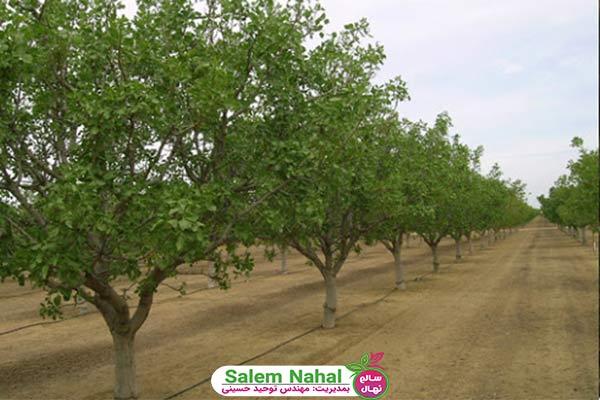 اصول احداث باغ گردو (The principles of building a walnut garden)
