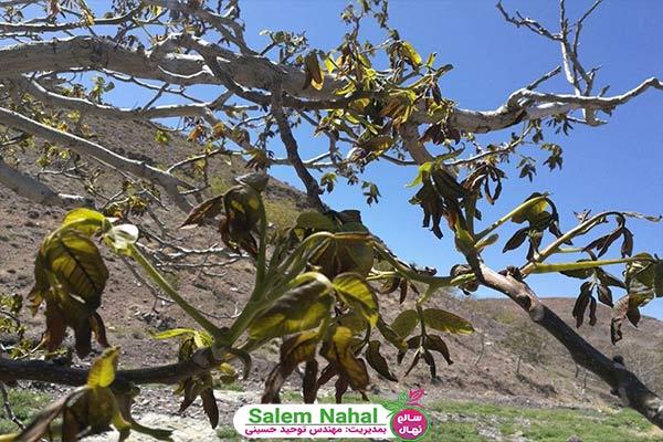 علت بار ندادن درخت گردو (The reason for the walnut tree not bearing fruit)