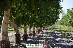 مزایای احداث باغ گردو (The benefits of building a walnut garden)