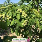 گیاه شناسی درخت گردو (Walnut tree botany)