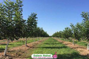 انواع هزینه احداث باغ گردو (Types of costs for building a walnut garden)