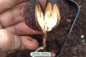 بهترین خاک کاشت نهال گردو (The best soil for planting walnut seedlings)