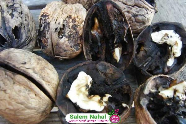 دلایل سیاه شدن مغز گردو (The reasons for black walnut kernels)