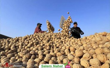 نحوه انبار کردن گردو