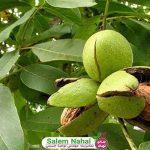 نگهداری گردو  (Preservation of walnuts) با پوست یا بدون پوست؟