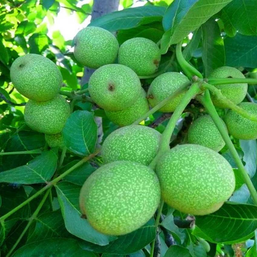 نگهداری نهال-گردو-پیوندی-چندلر
