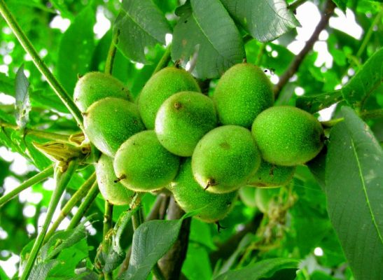 خرید نهال گردو فرنور