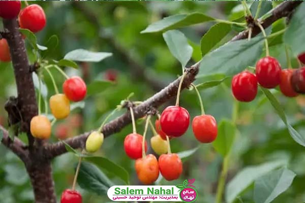 روش کاشت درخت گیلاس (How to plant a cherry tree)