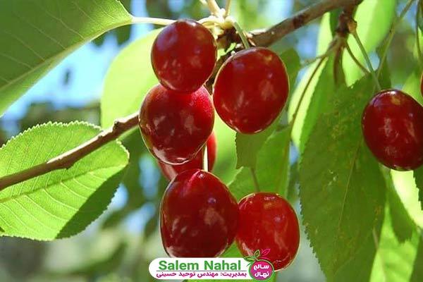4 فاکتور اصلی کاشت نهال گیلاس (Planting cherry seedlings)