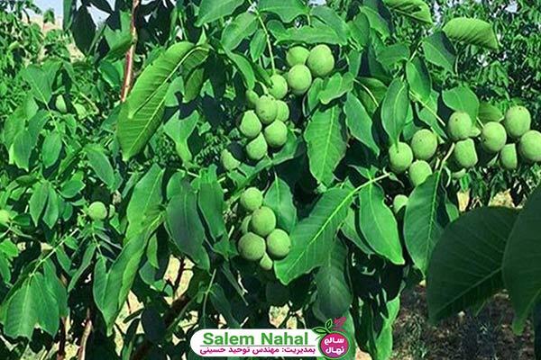 بهترین نهال گردو در شهرکرد (The best walnut seedlings in Kurdish city)