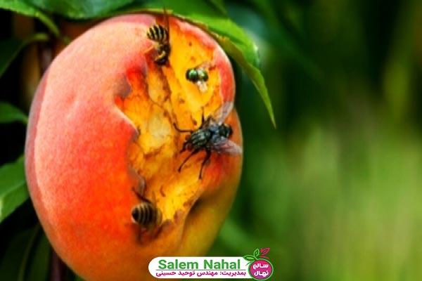 آفات درخت هلو (Peach tree pests)