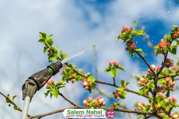 زمان آبیاری درختان میوه در بهار (Time to water fruit trees in spring)