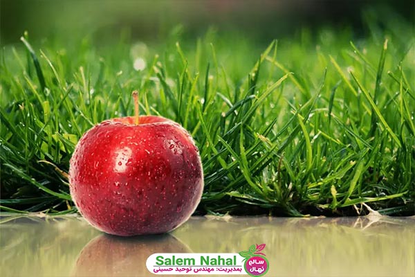 بهترین ارقام نهال سیب برای مناطق سردسیری کشور ایران