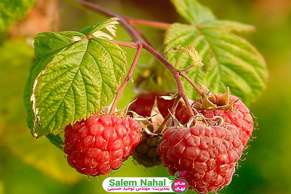 Types of raspberry pests and diseases