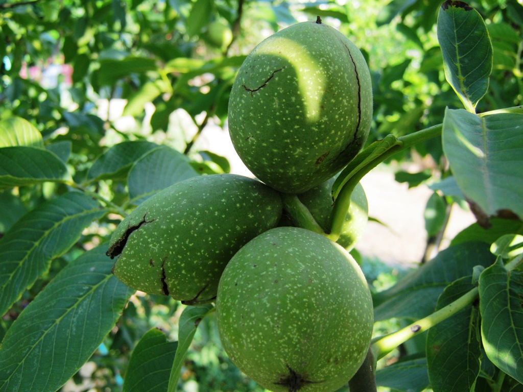 نهال گردو گرمسیری