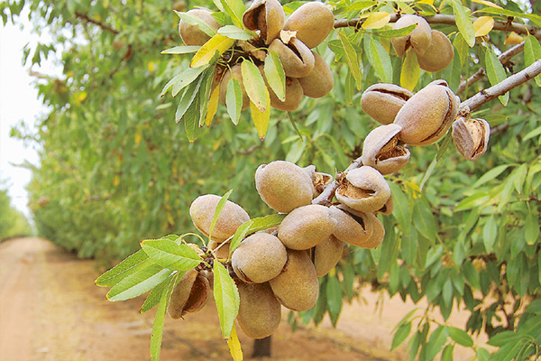 نهال گردو یا بادام