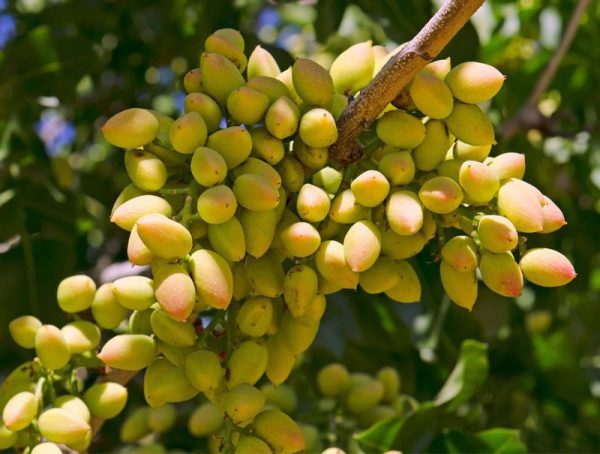 بهترین نهال گرمسیری