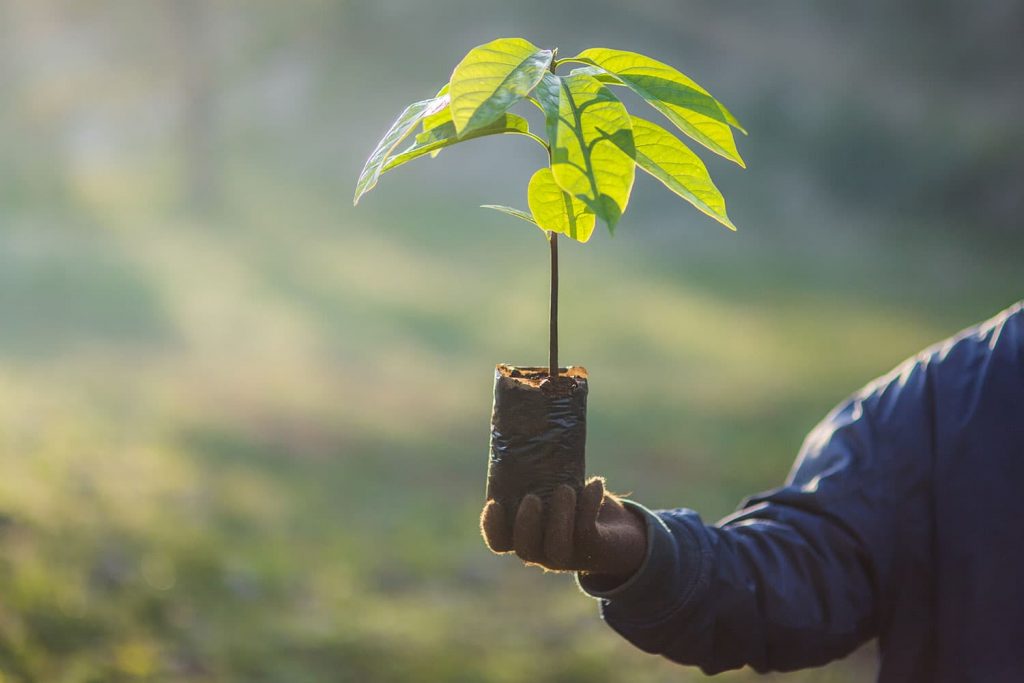 راهنمای انتخاب نهال 