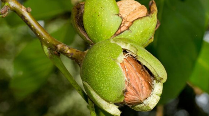 خواص درمانی گردو