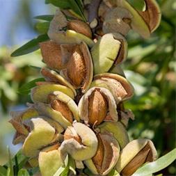 نهال بومی