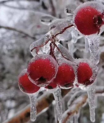 نهال مقاوم به سرما