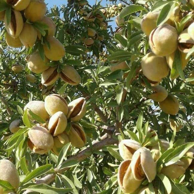 تولید نهال بادام آذر