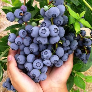 خرید نهال بلوبری چندلر