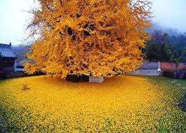 نهال های مقاوم به سرما و یخبندان