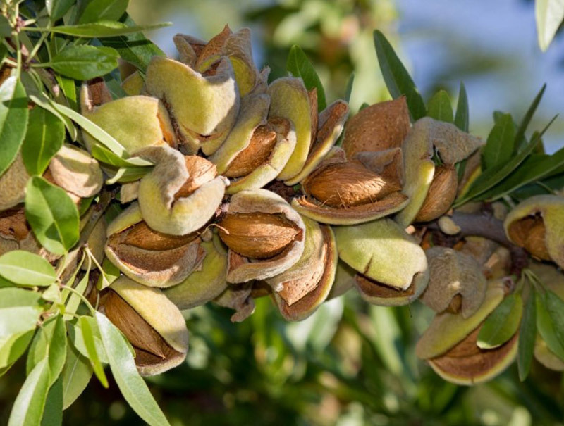 نهال